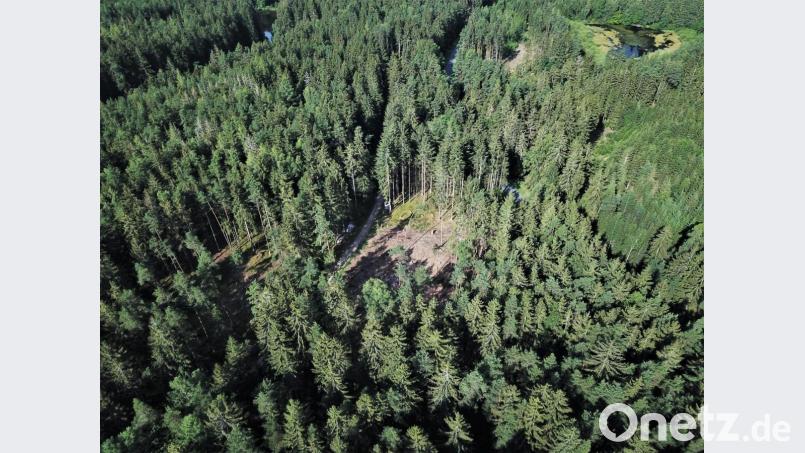 Schadholz durch den Borkenkäfer findet sich im Stadtwald kaum mehr, da die betroffenen Bäume fast alle entfernt wurden. Dabei tauchen auch &quot;Käferlöcher&quot; im Wald auf. Die sind aber mit zwei bis drei Hektar nicht so dramatisch, laut Stadtförster Stefan Gradl. Beim Nachpflanzen werdfe ein Mischwald angestrebt. Bild: Stadt Tirschenreuth/exb