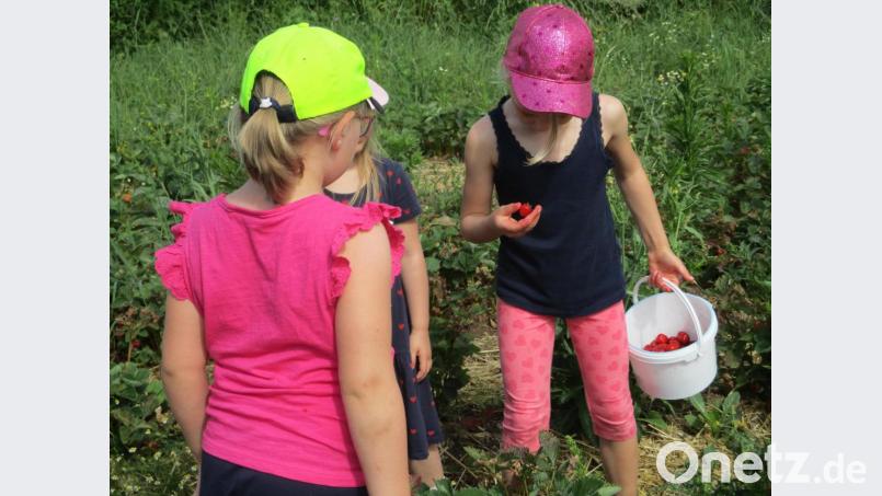 Voller Eifer bei der Ernte: Für die Kinder wurde der Besuch auf dem Erdbeerfeld zum Erlebnis. Bild: Bartmann/exb