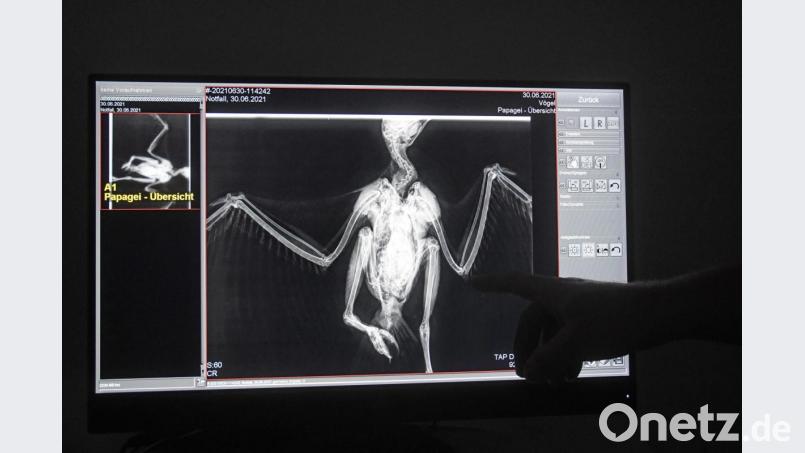 Das Röntgenbild zeigt ein ausgerenktes Ellenbogengelenk beim gefiederten Patienten. Bild: Gabi Schönberger