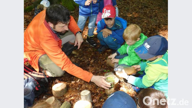 Die Mädchen und Buben des Kindergartens Don Bosco sammelten bei einer Waldwoche viele Eindrücke und erfuhren viel Wissenswertes über das Leben im Wald. Bild: dob