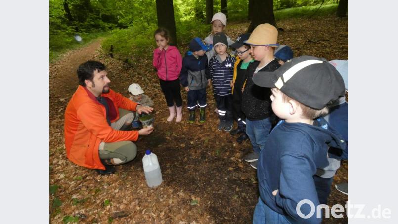 Die Mädchen und Buben des Kindergartens Don Bosco sammelten bei einer Waldwoche viele Eindrücke und erfuhren viel Wissenswertes über das Leben im Wald. Bild: dob