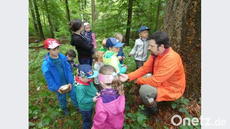Die Mädchen und Buben des Kindergartens Don Bosco sammelten bei einer Waldwoche viele Eindrücke und erfuhren viel Wissenswertes über das Leben im Wald. Bild: dob