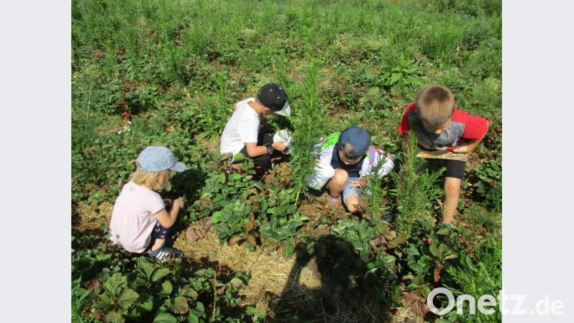 Schnell hatten die Kinder einen Blick für die reifen Beeren. Bild: Becker/exb