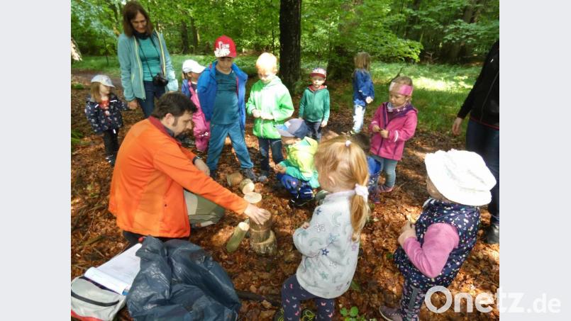 Die Mädchen und Buben des Kindergartens Don Bosco sammelten bei einer Waldwoche viele Eindrücke und erfuhren viel Wissenswertes über das Leben im Wald. Bild: dob
