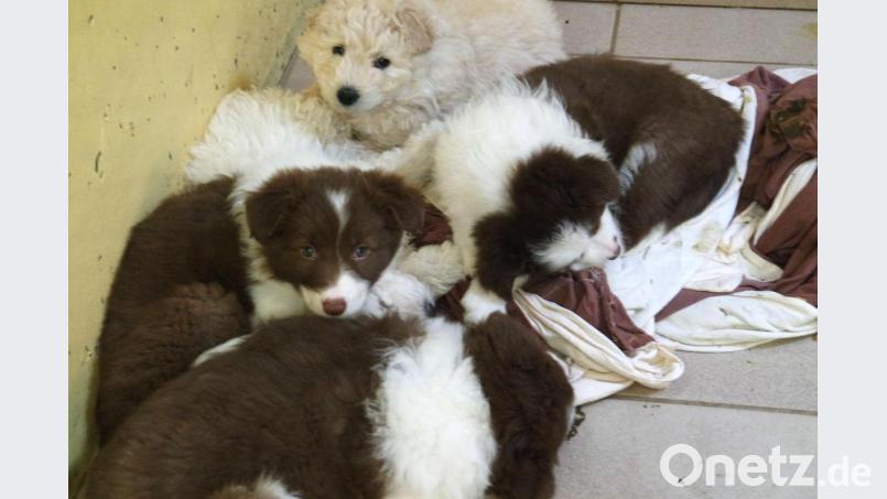 Die Nürnberger Polizei hat 100 Hundewelpen beschlagnahmt. Alle Tiere befinden sich nun im Nürnberger Tierheim. Archivbild: Tierheim Nürnberg