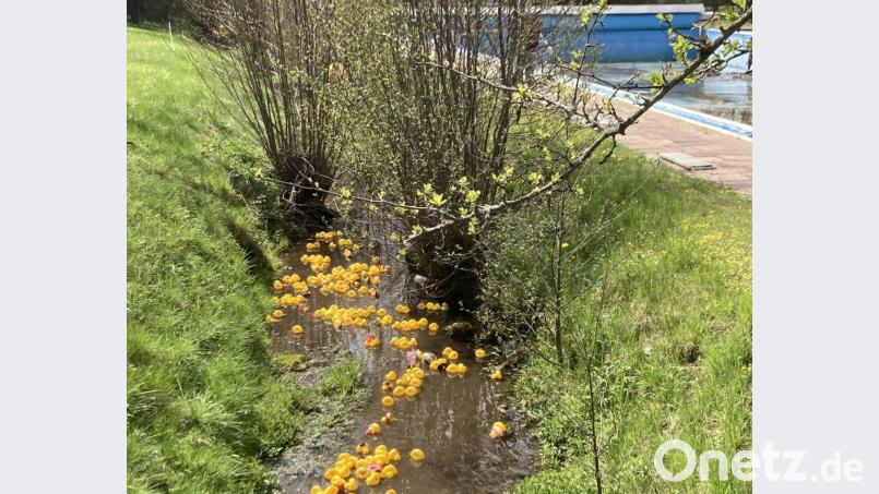 Angesichts der Pandemiewaren die Enten heuer ohne Publikum auf ihrer Rennstrecke Etzelbach auf dem Freibadgelände unterwegs. Bild: sre