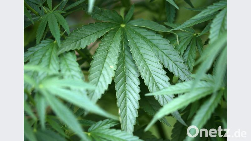 Wer Marihuana als Zimmerpflanze anbaut, kann schnell ins Visier der Polizei geraten. Das erfuhr am Sonntag ein junger Weidener. Symbolbild: Oliver Berg/dpa