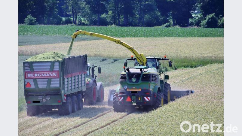 Mähdrescher, Traktor und ein überdimensionierter Anhänger als Überladefahrzeug: Derzeit häufiger auf den Feldern zu sehen, die der Ganzpflanzen-Silage dienen. Das gehäckselte Getreide dient teils als Viehfutter, aber hauptsächlich als Material für Biogasanlagen. Bild: Thomas Dobler