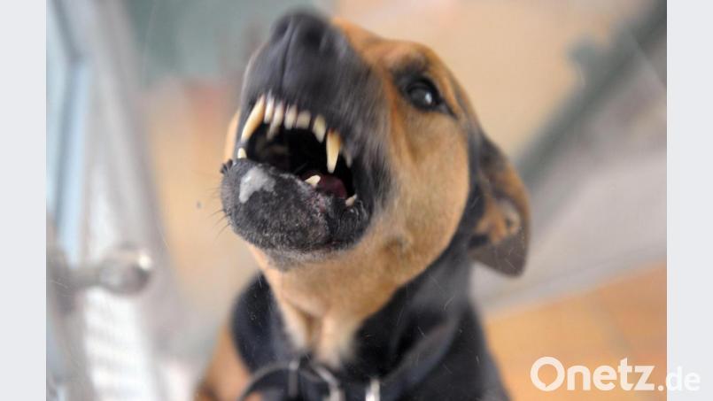 Ein Hund hat einen 55-jährigen Mann gebissen. Symbolbild: Soeren Stache/dpa