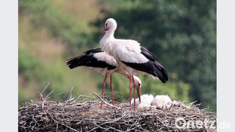 Nur noch als Federknäuel zu sehen: die zwei toten Jungstörche im Pleysteiner Nest. Es liegt der Verdacht nahe, dass die Jungvögel an vergiftetem Futter gestorben sind. Bild: bey