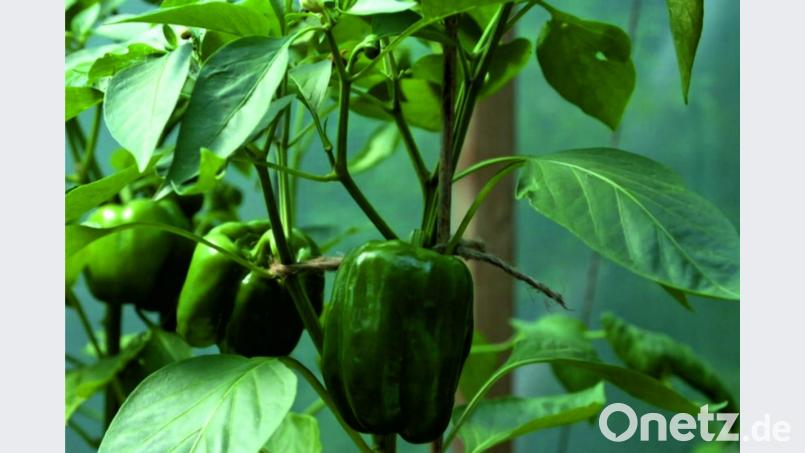 Mit dem Anbau von wärmeliebenden Paprika, Peperoni und Chili ist man in einem Gewächshaus auf der sicheren Seite. Bild: ads