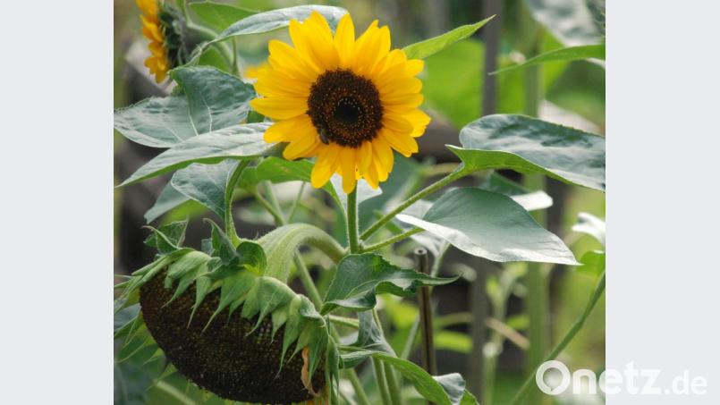 Cornelia Roth arbeitet in ihrem Garten – aber sie lässt auch arbeiten. Mit einer Vielfalt an pollen- und nektarreichen Pflanzen bietet sie Nützlingen eine abwechslungsreiche Kost. Bild: cvl