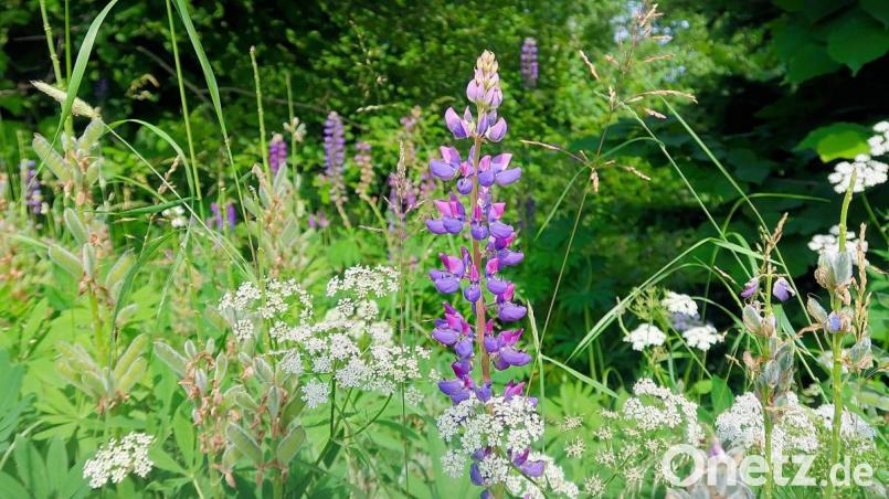 Mittlerweile hat sich die Vielblättrige Lupine auch im Naturpark Steinwald weit verbreitet. Naturschutzverbände und Naturpark-Ranger sehen das kritisch. Bild: bsc
