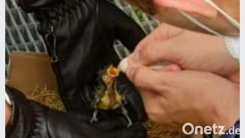 Ein Ausbilder rettete zwei völlig entkräftete Küken. Bild: Bereitschaftspolizei Sulzbach-Rosenberg