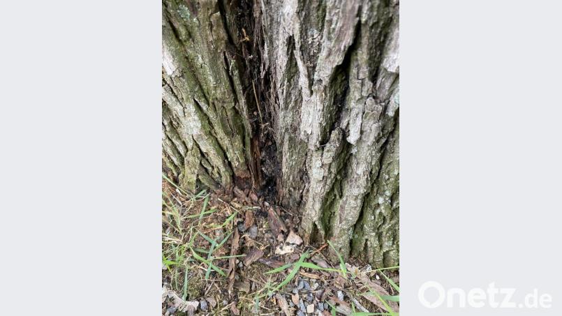 Der Brandkrustenpilz bedroht einen alten Ahorn. Bild: Stadt Neustadt/exb