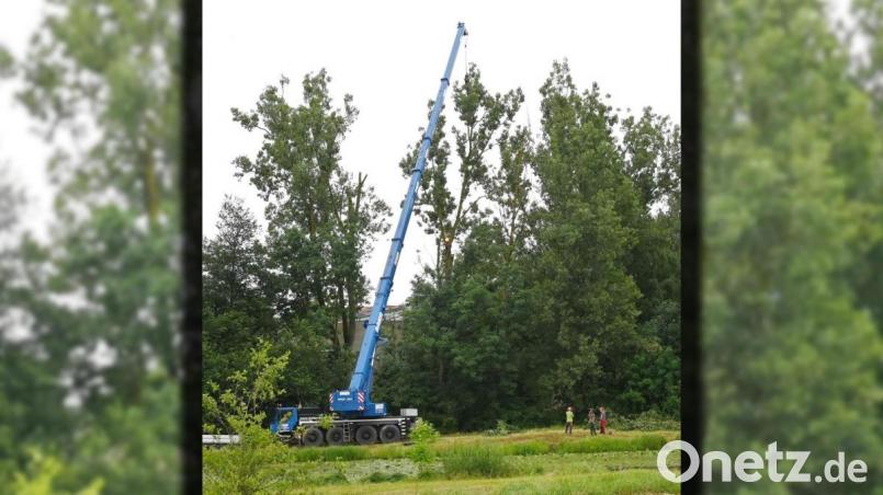 Mit Hilfe eines Autokrans wurden in Amberg vier vom Sturm beschädigte Pappeln gefällt. Bild: gf