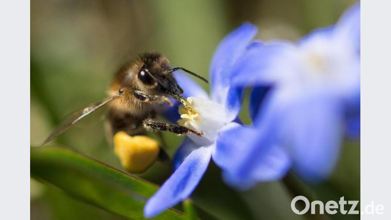 Eine Biene sammelt bei sonnigem Wetter Pollen von einer Blüte. Die kommende Woche bringt Sonnenschein, aber auch viel Regen. Symbolbild: Monika Skolimowska/dpa