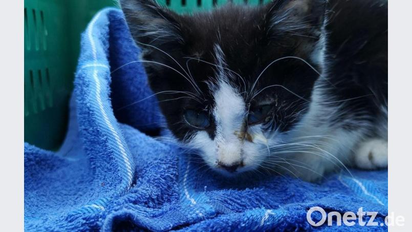 Ingrid Lehner bringt die fremden Katzen aus Mitleid oft selbst zum Veterinär - die eigentliche Besitzerin kümmert sich nicht. Bild: Ingrid Lehner/exb