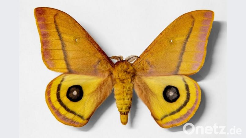 Ein Exemplar aus der Schmetterlingsausstellung. Bild: Marcus Rebmann/exb