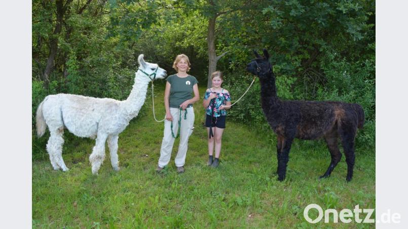 Die Lamas „Zambesi“ (rechts) und „Vailoso“ von „Lucianos Welt“ in Terschnitz spielen im Ferienprogramm der Stadt Mitterteich mehrmals eine Rolle. Besitzerin Jutta Fischer und die neunjährige Nora Robl freuen sich schon auf die Aktionen mit den Kindern. Bild: jr
