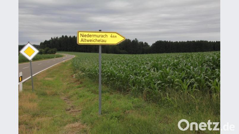 Auf dieser derzeit mit Mais angebauten Fläche am Ortseingang von Altweichelau (Gemeinde Niedermurach) und entlang der „Hochstraße“ soll ein Solarpark entstehen. Bild: frd