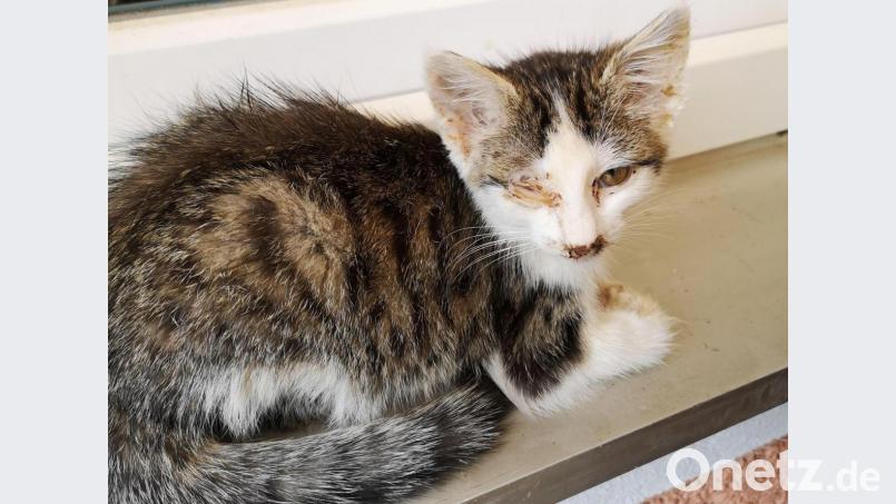 Circa 30 Katzen werden in Luppersricht bei Hahnbach unter teils katastrophalen Bedingungen gehalten. Viele sind verletzt und krank oder haben - wie diese hier - zugeschwollene Augen. Bild: Ingrid Lehner/exb (Name geändert)