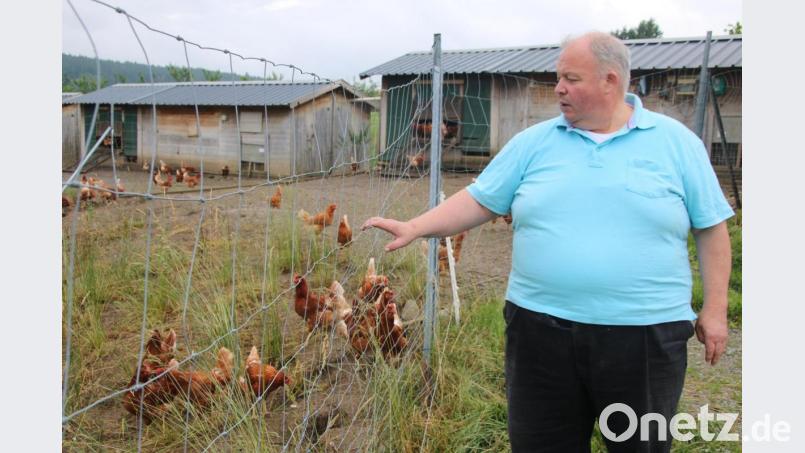 Bio-Hühnerhalter Josef Wittmann vor dem Freilaufgehege mit huhngerechten Mehrfamilienhäuschen. Bild: jrh