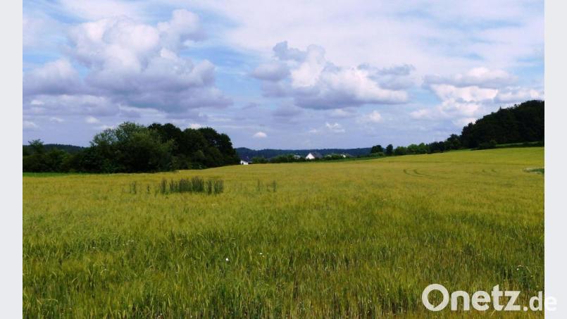 Auf diesem Getreideacker soll das rund fünf Hektar große Baugebiet Kastl-Süd II mit rund 40 Parzellen entstehen. Bild: jp