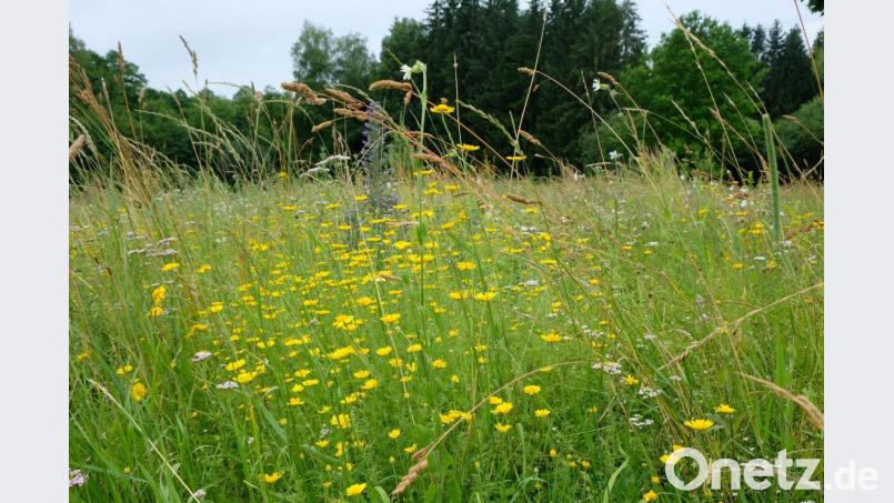 Mehr arten- und blühreiche Flächen mit einer ökologisch ausgerichteten Grünflächen-, Gewässer- und Randstreifen-Gestaltung einschließlich fachlicher Begleitung nach Schulung des Bauhofleiters: Diese Forderung stellt die Ortsgruppe des Bund Naturschutz an die Marktgemeinde. Bild: do