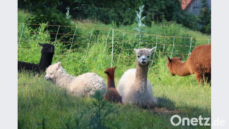 In Kastl wurden kürzlich zwei Alpakas geboren. Sie sind die Stars bei den Kindern. Das Jüngste der Alpakafamilie ruht sich hier mit seiner Mutter Ines aus, während Sandro, nur 10 Tage älter, bereits mit seiner Mutter Sissi auf dem Gelände herumspringt. Bild: rpp