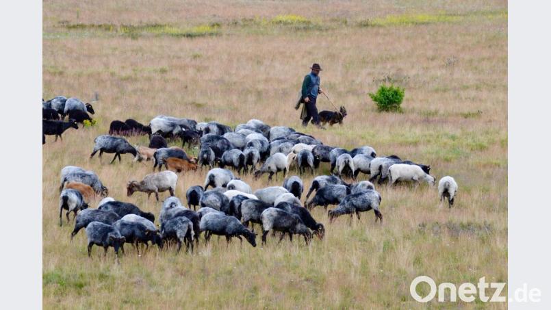 Die Heidschnucken - hier mit Schäfer Steffen Schmidt - pflegen durch ihren Appetit die Landschaft. Bild: Wolfgang Stelljes/dpa