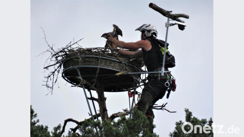 Waldarbeiter und Baumkletterer Manfred Härtl steigt 35 Meter hoch auf den Baum, auf dessen Spitze sich der Adlerhorst befindet. Er holt die beiden Fischadler-Küken vorsichtig aus dem Nest und transportiert sie für die Beringung in einem Jutesack nach unten. Bild: ubb