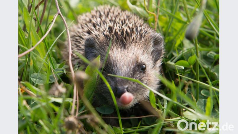 Igel sind derzeit auf Partnersuche. Symbolbild: Sebastian Kahnert/dpa