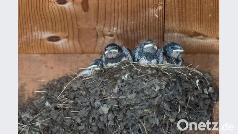 Nur ein Schwalbenküken hat überlebt. Symbolbild: Lino Mirgeler/dpa