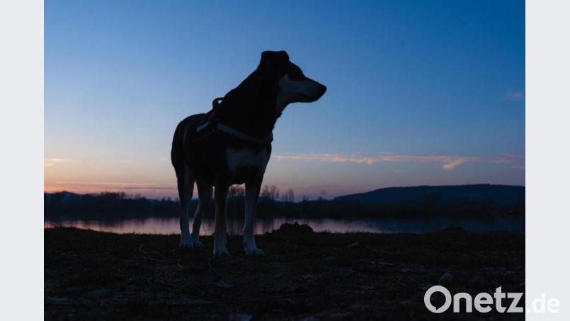 Panisches Suchen und lautes Rufen nach dem entlaufenden Liebling kann die Situation verschlimmern. Ängstliche Hunde könnten sich in die Enge gedrängt fühlen, sich verkriechen oder im schlimmsten Fall noch weiter weglaufen. Symbolbild: Nicolas Armer/dpa