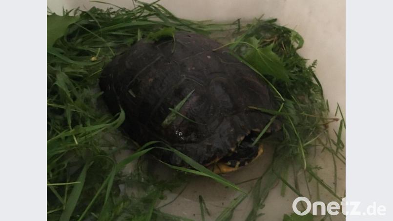 Wer vermisst diese Schildkröte? Bild: Feuerwehr Weiden/exb