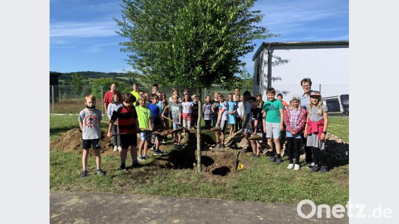 Baumpflanzaktion der vierten Klassen im Bürgerpark Krummennaab. Bild: Grundschule Krummennaab/exb