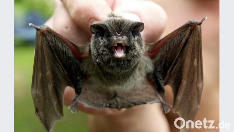 Diese Aufnahme zeigt eine Mopsfledermaus, die heuer zur &quot;Fledermaus des Jahres&quot; gekürt wurde. Auch Tiere dieser Art sind in Weiding schon entdeckt worden. Bild: Stefan Thomas