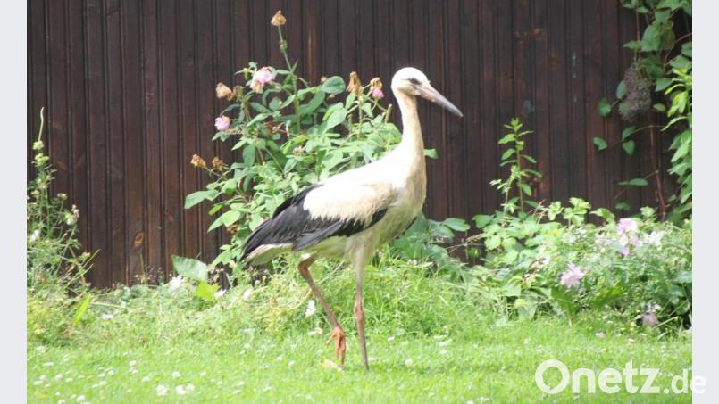 Der Oberviechtach Jungstorch bei seiner Stippvisite im Garten der Familie Wagner. Bild: frd