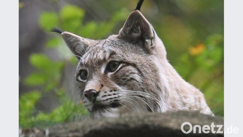 Ein im Bayerischen Wald tot aufgefundener Luchs ist wohl angeschossen und an einer Pfote verletzt worden. Symbolbild: Holger Hollemann/dpa