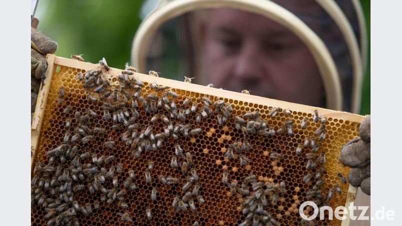 Das Volksbegehren &quot;Rettet die Bienen&quot; war der Auslöser für ein bayerisches Artenschutzgesetz. Archivbild: Friso Gentsch/dpa