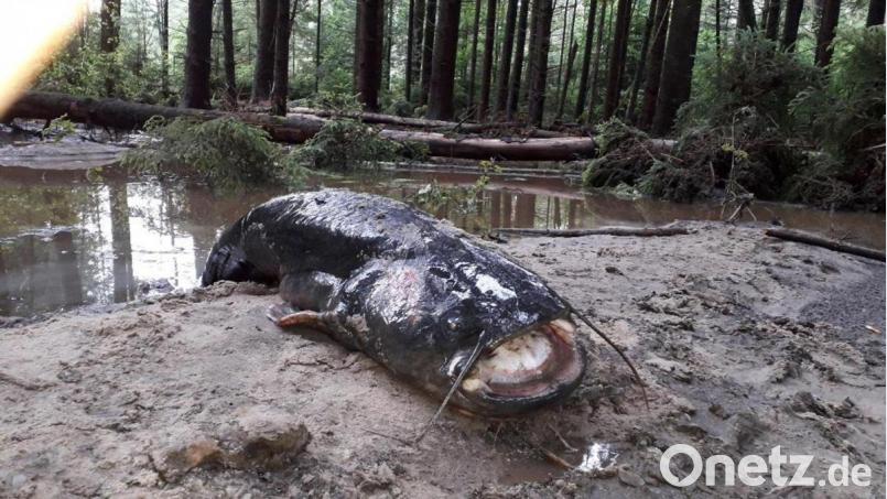 Viele Fische werden in der Nacht zum Montag aus dem Schneidweiher nahe Oberbibrach gespült. Sie alle verenden wie dieser eineinhalb Meter lange Waller auf dem Waldboden. Bild: edo