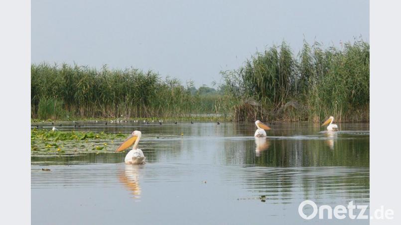 Im Donaudelta können&nbsp;Besucher unter anderem&nbsp;Pelikane beobachten. Bild: Francoise Hauser/dpa