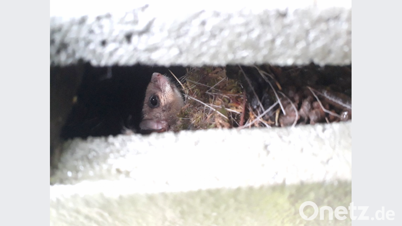 Zwar nicht die Zielart, aber ein Siebenschläfer ist auch ein gern gesehener Gast im Nistkasten. Bild: Jonas Nelhiebel Naturpark Hirschwald