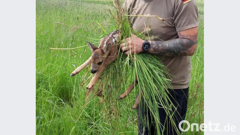Der Hundeverein Hirschau unterstützt Jagdpächter bei einer Rehkitz-Rettung. Bild: exb