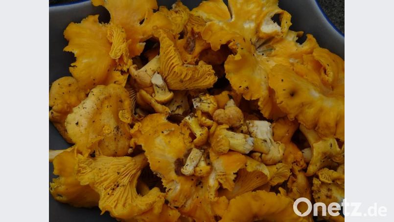 Die Schwammerlernte hat begonnen: Anhaltender Regen lässt die Pfifferlinge aus dem Waldboden wachsen. Dem Pilzsucher präsentieren sie sich in teilweise riesigen Exemplaren. Bild: Houschka