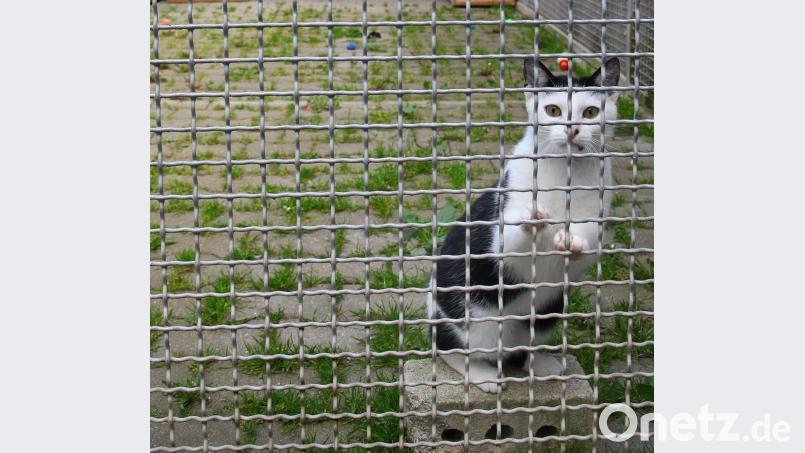 Der Neubau des Tierheims Weiden rückt näher. Bild: Gabi Schönberger