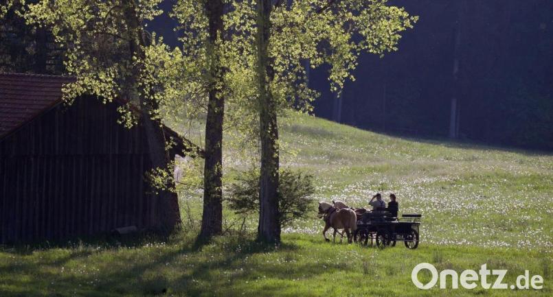 Eine Kutschfahrt endete für eine Frau und ihren Sohn bei Hahnbach mit einem Unfall. Symbolbild: Karl-Josef Hildenbrand/dpa