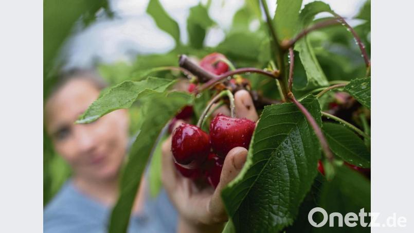 Zugreifen erlaubt: Kirschen sind ein idealer Snack für zwischendurch. Bild: Klaus-Dietmar Gabbert/dpa