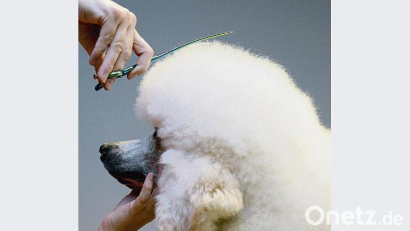 Wird der Pudel zu Hause frisiert, können die Kosten für den Friseur als haushaltsnahe Dienstleistungen steuerlich abgesetzt werden. Bild: Judith Michaelis/dpa